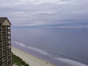 beach cove resort myrtle beach south carolina